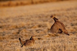 Greater Prairie Chickens, photo by Aaron Price